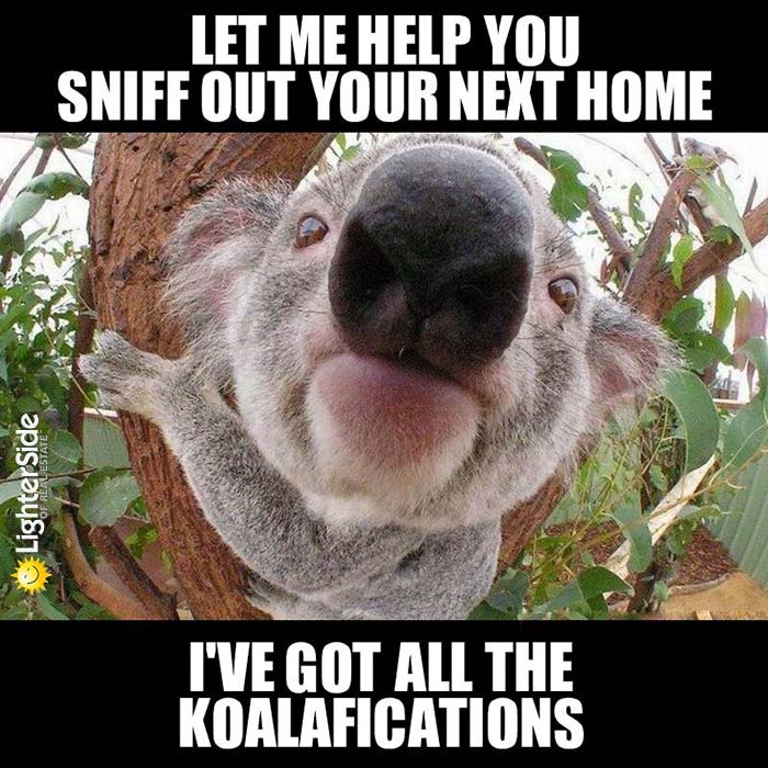 2-koalafications